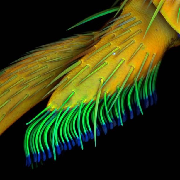 8th Place: Beetle leg German researcher Jan Michels' eighth-place image shows a lateral view of the adhesive pad on the leg of a beetle (Clytus sp.). The view was captured using autofluorescence.